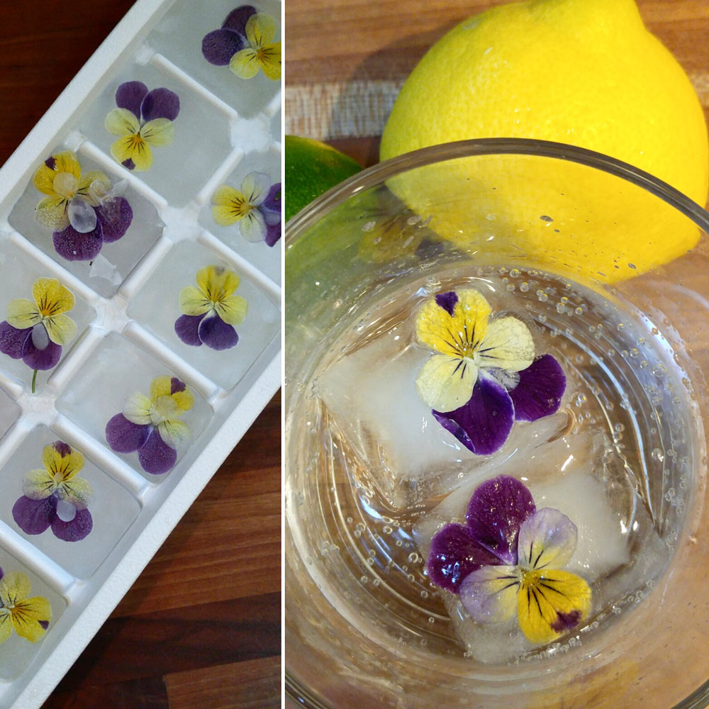 Ice cubes with flowers frozen inside