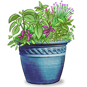 Illustration of Herbs growing in a self-watering windowsill planter