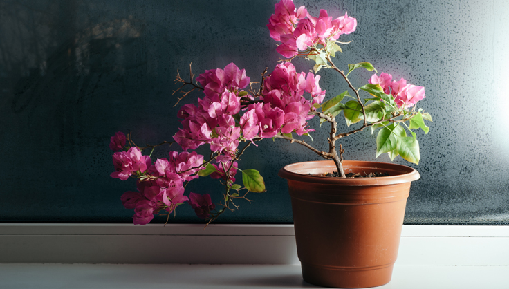 Bougainvillea plant in a pot indoors