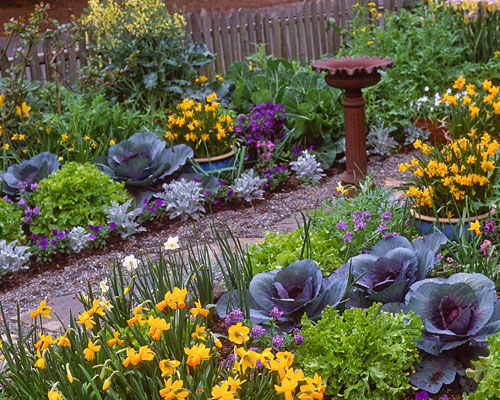 Edible landscape with cabbages