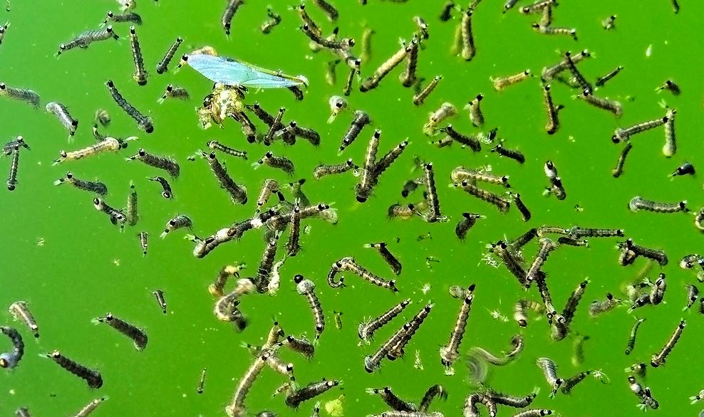 mosquito larvae on green background 