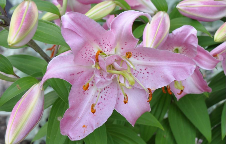 mona lisa oriental lily stargazer