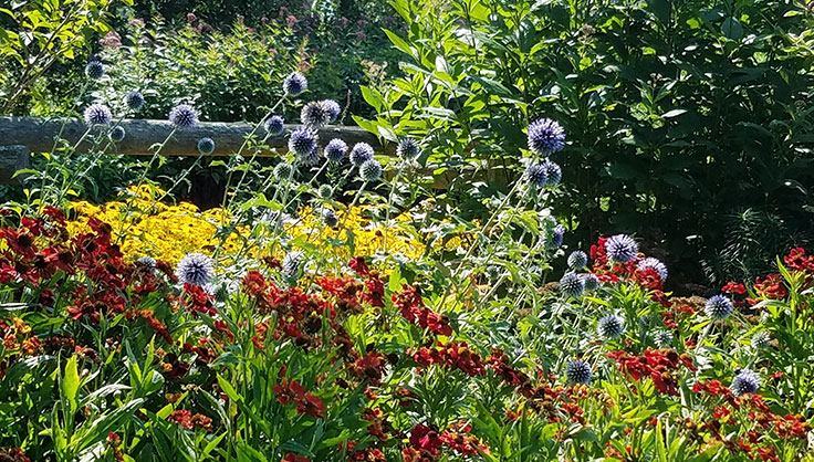 Echinops, helenium and rudbeckia perennial garden
